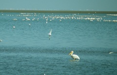 Pelecanus onocrotalus