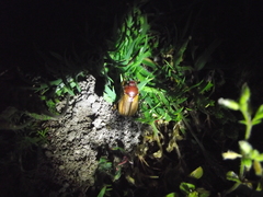 Coleoptera