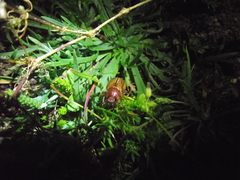 Coleoptera