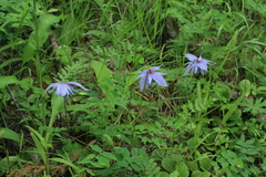 Clematis macropetala