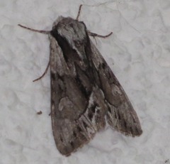 Hyppa rectilinea