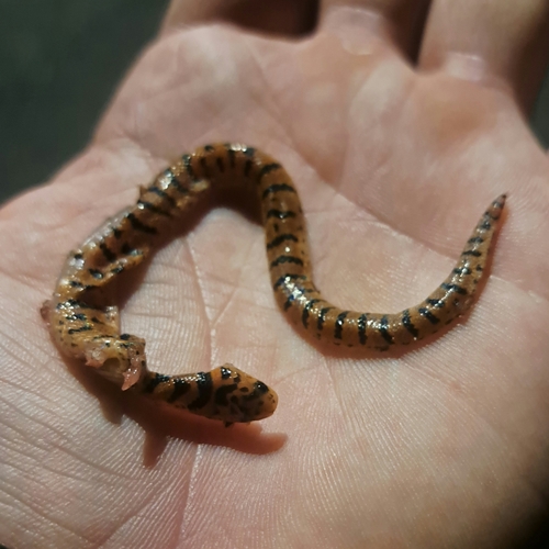 Atractus zebrinus