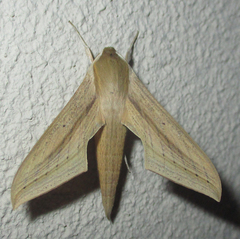 Hippotion balsaminae