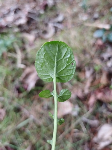 Barbarea intermedia, photograph 4