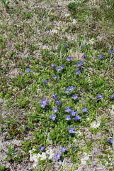 Campanula chamissonis