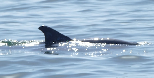 Tursiops truncatus