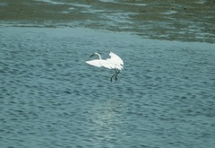 Egretta garzetta garzetta