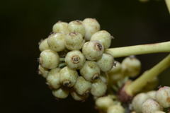 Dendropanax arboreus