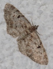 Eupithecia abietaria