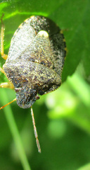 Holcostethus abbreviatus