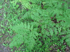 Pteridium aquilinum image
