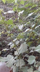 Abutilon trisulcatum