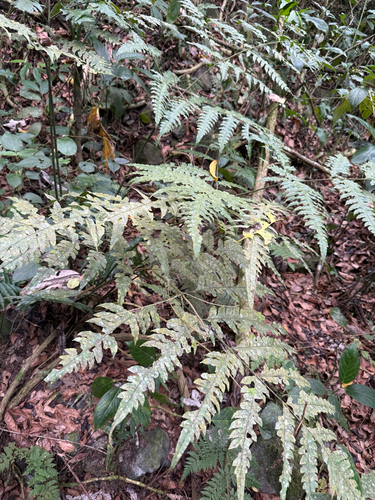 Pteris altissima observed 2026-05-18