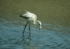 Phoenicopterus roseus