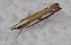 Catoptria permutatellus