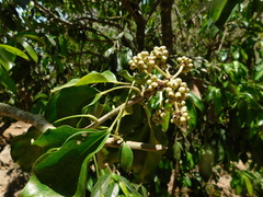 Dendropanax arboreus