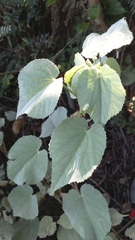 Abutilon trisulcatum
