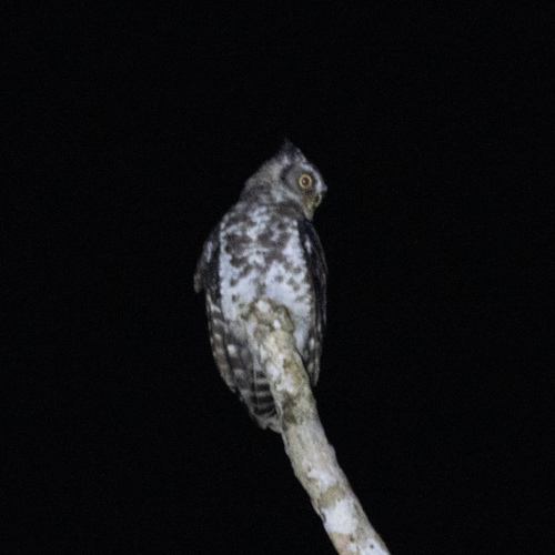 Akun Eagle-Owl (Ketupa leucosticta), photo 10
