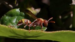Polistes badius