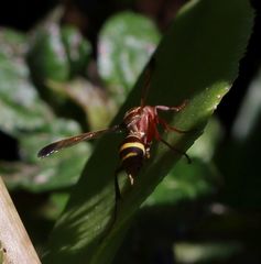 Polistes badius