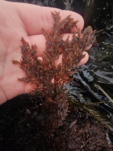 Delesseria decipiens observed 2026-05-18