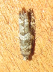 Epinotia tedella