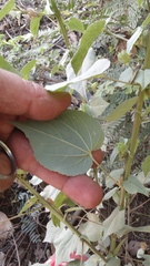 Abutilon trisulcatum