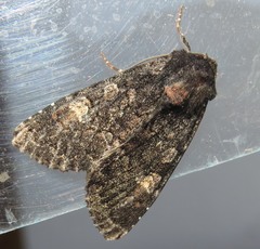 Apamea rubrirena
