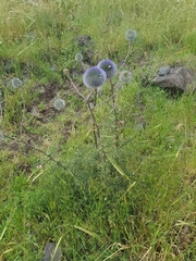 Echinops adenocaulos