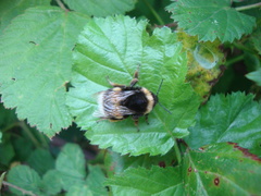 Bombus