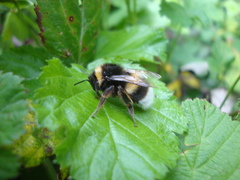 Bombus
