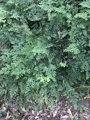 Adiantum atroviride