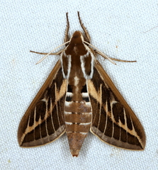 Hyles livornicoides