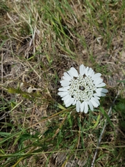 Artedia squamata