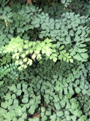 Adiantum atroviride