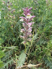 Acanthus syriacus