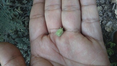 Abutilon trisulcatum