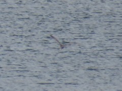 Nycticorax nycticorax