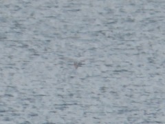 Nycticorax nycticorax