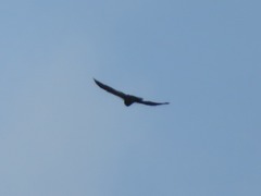 Geranoaetus polyosoma