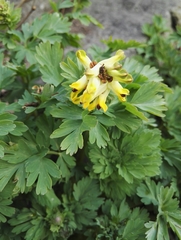 Corydalis nobilis