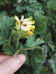 Corydalis nobilis