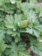 Corydalis nobilis