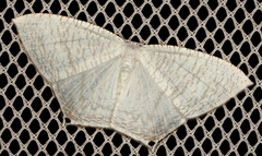 Acropteris nanula
