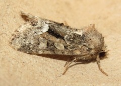 Oligia