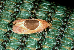 Hoplomorpha abalienella