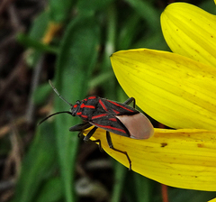 Spilostethus trilineatus
