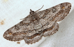 Cleora displicata
