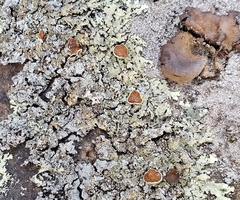 Xanthoparmelia stenophylla