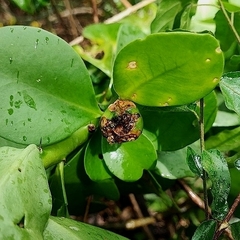 Pereskia sacharosa